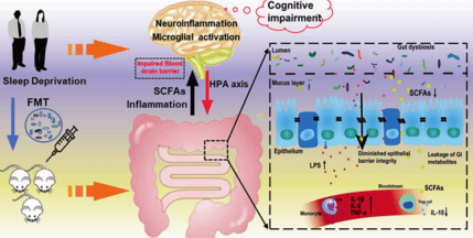 文献解读 | 肠道微生物影响睡眠不足引起的炎症和神经损伤 