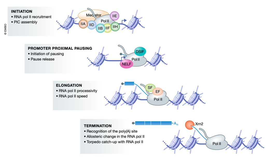 【新品上市】和多样的RNA Pol II抗体一起探索奇妙的转录过程吧！