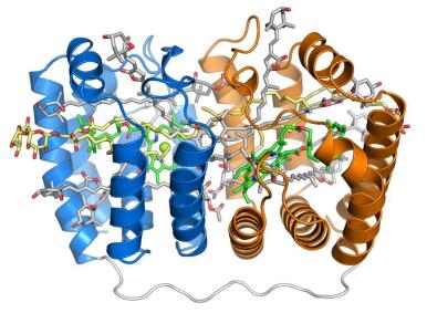 艾美捷PerCP蛋白AAT-2559说明书 艾美捷PerCP蛋白AAT-2559说明书