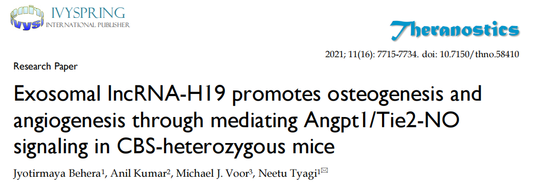 外泌体来源长链非编码RNA H19促进成骨和血管生成