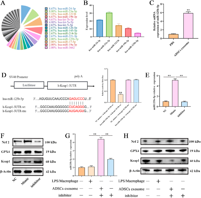 Western Blot检测.png