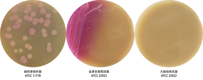 NGKG寒天基础培地培养基的原理及使用方法(青岛海博生物原创)