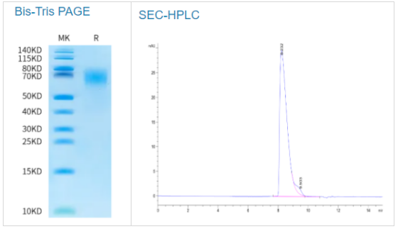 生物素化食蟹猴CEACAM-6/CD66c蛋白开启特惠盛宴