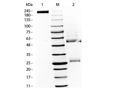 Rockland丨艾美捷Rockland大鼠γ-球蛋白说明书 Rockland丨艾美捷Rockland大鼠γ-球蛋白说明书