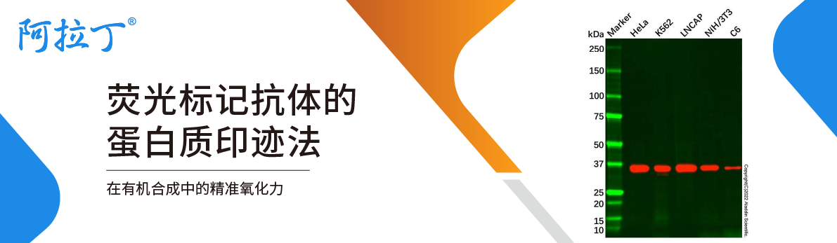 【阿拉丁】荧光标记抗体的蛋白质印迹法
