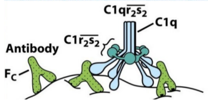 艾美捷C1 Complex, C1s, C1q, C1r补体蛋白方案   