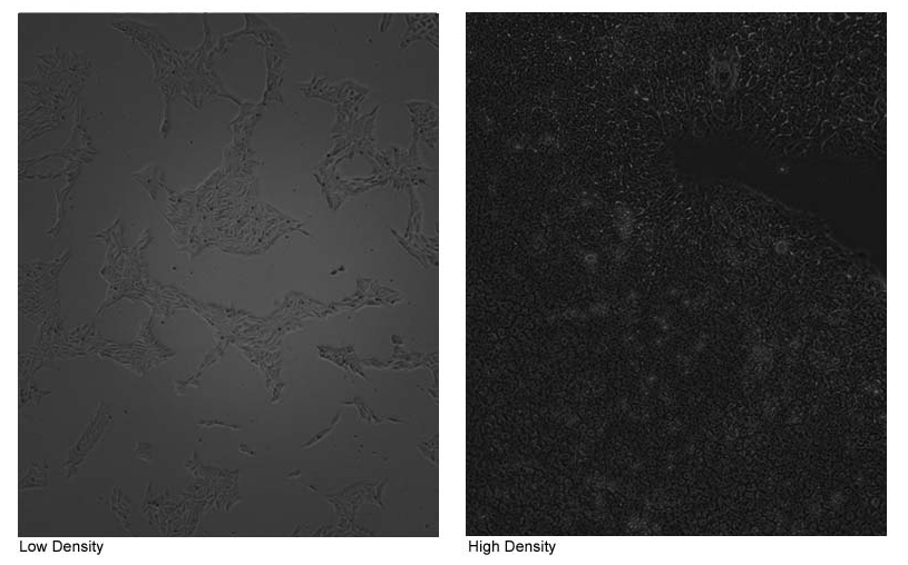 H9人胚胎干细胞培养方法