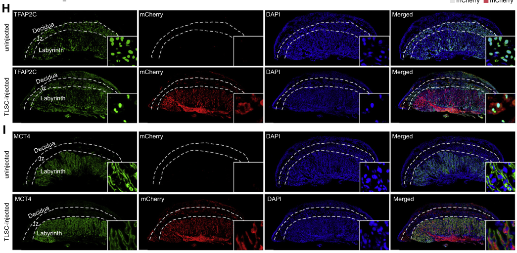 爱必信多色文献解读：新型全能干细胞