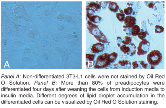 【解决方案】艾美捷脂肪生成测定试剂盒的功能和应用 【解决方案】艾美捷脂肪生成测定试剂盒的功能和应用