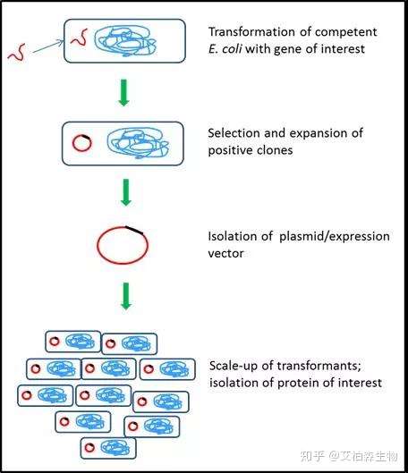 技术 | 原核蛋白表达系统