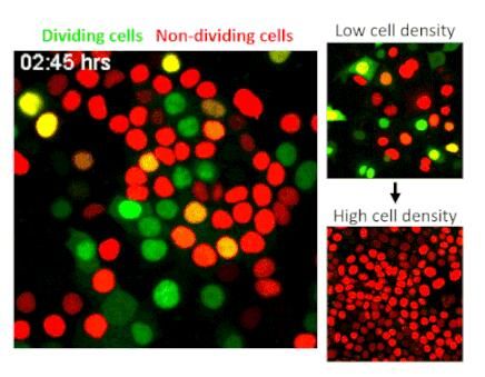 新型全基因组CRISPR筛选技术