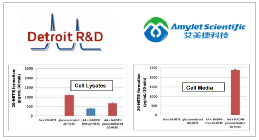 艾美捷Detroit R&D 20-HETE/葡萄糖醛酸酶ELISA试剂盒介绍 艾美捷Detroit R&D 20-HETE/葡萄糖醛酸酶ELISA试剂盒介绍