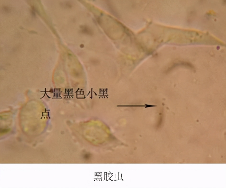 为什么细胞养不好？你知道哪些养细胞的技巧？