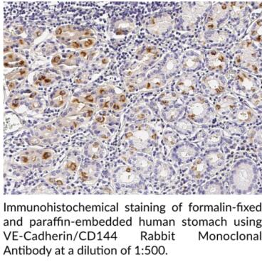 艾美捷Cayman Chemical VE钙粘蛋白/CD144兔单克隆抗体