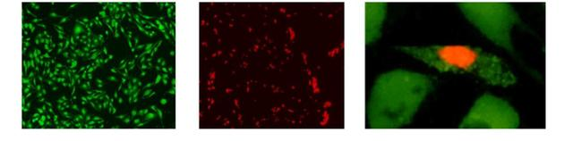 附文献丨Calcein-AM/PI,活细胞/死细胞双染试剂盒 附文献丨Calcein-AM/PI,活细胞/死细胞双染试剂盒