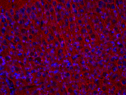 Synaptic Systems：用于科学研究的抗微管蛋白抗体方案