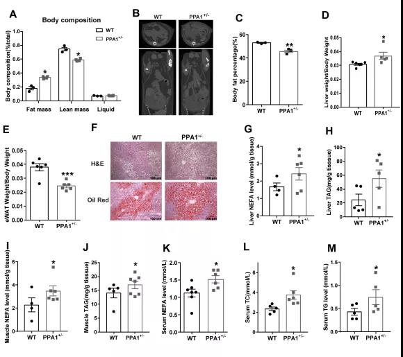 PPA1基因敲除小鼠模型