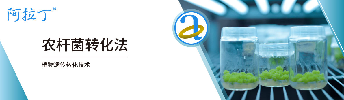 【阿拉丁】农杆菌转化法-植物遗传工程的关键技术