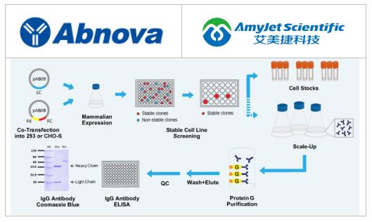 Abnova丨Abnova 稳定细胞株抗体解决方案 Abnova丨Abnova 稳定细胞株抗体解决方案