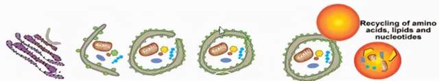 关于细胞自噬，这些你都知道吗？