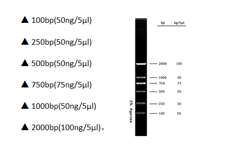 absin核酸电泳系列之DNA Marker