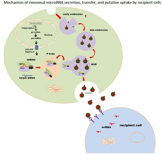国自然研究热点“常青树”—外泌体&miRNAⅢ