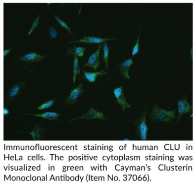 艾美捷Cayman Chemical 簇蛋白单克隆抗体说明