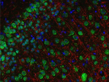  中英文说明书丨SYSY NeuN抗体参数及应用实例