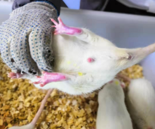 关节炎（CIA）模型的建立以及FLSs细胞的分离和鉴定