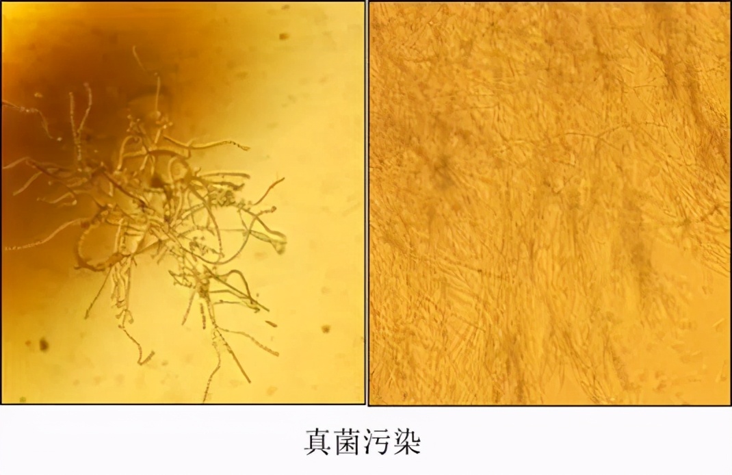 为什么细胞养不好？你知道哪些养细胞的技巧？