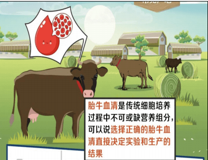 森贝伽生物：如何判定胎牛血清是否合格！ 