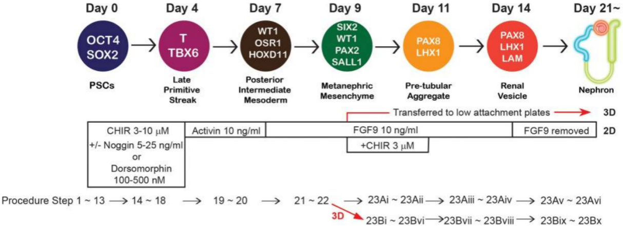 人肾脏类器官的培养手册