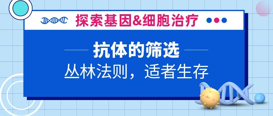 抗体的筛选|丛林法则，适者生存