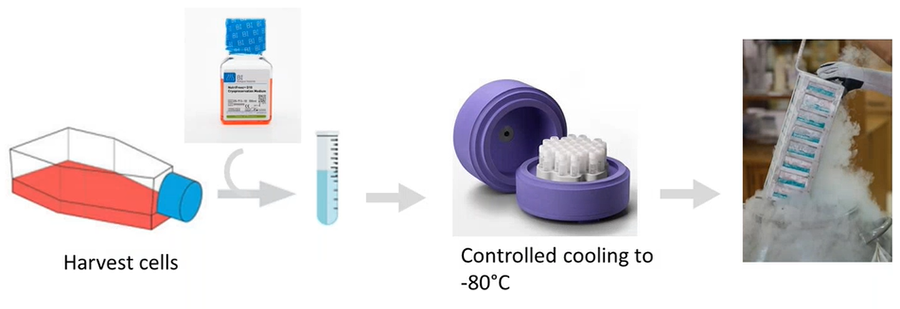 知识分享 | 您的细胞准备好“开工”了吗？