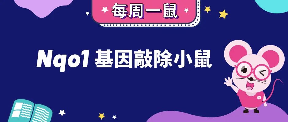 研究因环境化学物质罹患癌症风险的有效手段——Nqo1基因敲除小鼠
