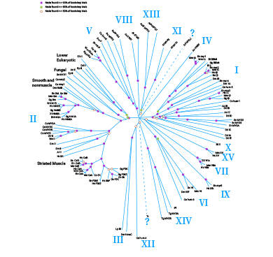 MYL9：肌球蛋白“细胞动力马达”家族一员，癌细胞迁移动力靶点？