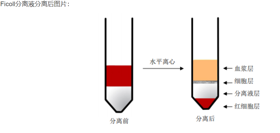 LabEx加油站---如何提取外周血里的PBMC