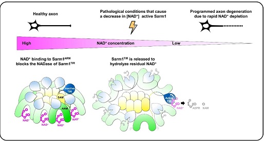 NAD+介导的Sarm1蛋白的活性调节机制