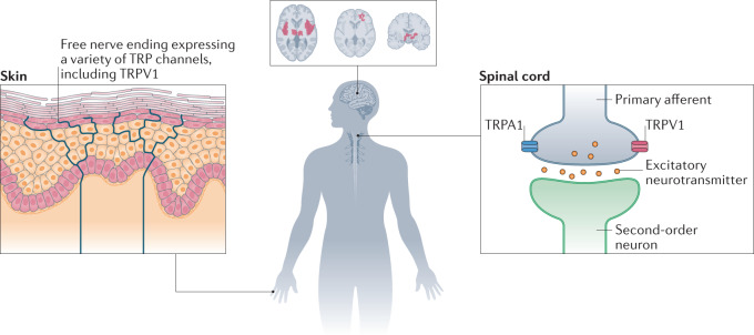 离子通路研究之——疼痛感知与TRP通路