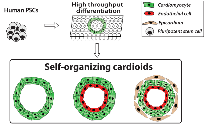 心脏类器官的培养手册
