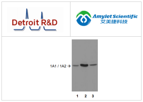 艾美捷Detroit R&D多克隆兔抗P450 1A1/1A2方案 艾美捷Detroit R&D多克隆兔抗P450 1A1/1A2方案