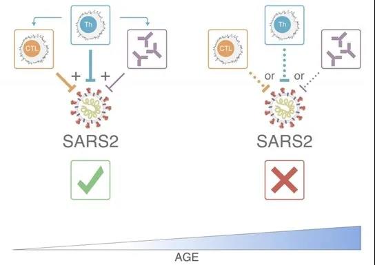 T细胞在控制SARS-CoV-2和降低COVID-19严重程度方面发挥主导作用