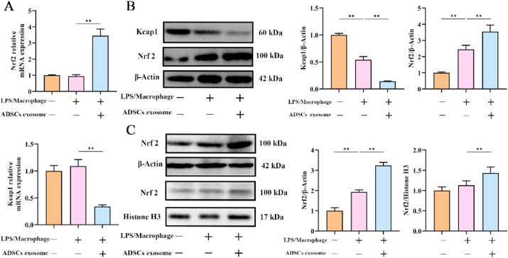 Western Blot检测.png