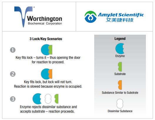 worthington是谁？worthington抑制剂对酶活性的影响研究