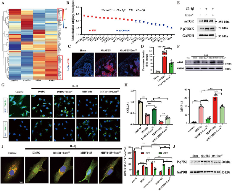 外泌体技术服务 外泌体技术服务