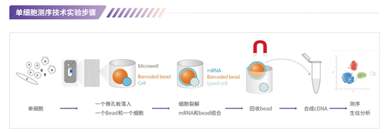 类器官药敏测试整体解决方案