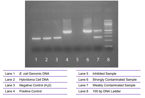 不到3小时内获得!艾美捷支原体检测试剂盒易于使用 不到3小时内获得!艾美捷支原体检测试剂盒易于使用