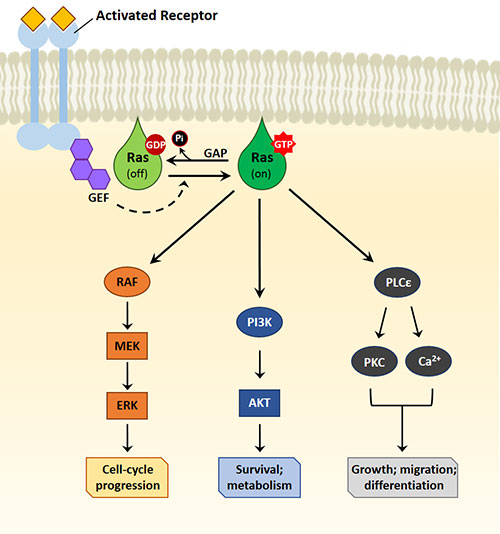 PROTAC技术：给“不可成药”的基因靶点“下药”