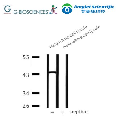 生物测定丨G-Biosciences ITA0002抗体说明书