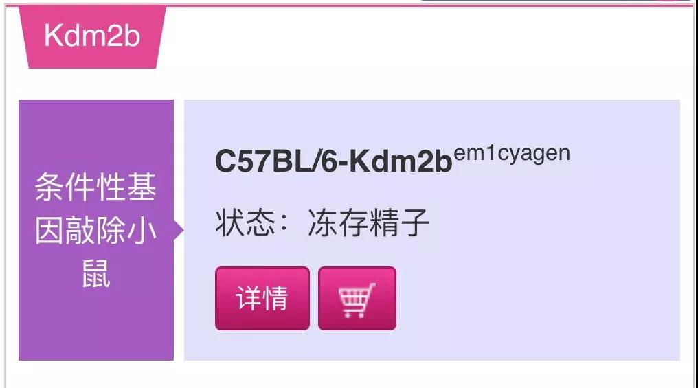 「每周一鼠」表观遗传巨星——KDM2b